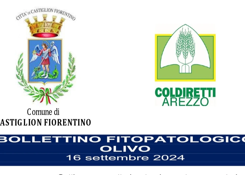 14-BOLLETTINO-FITOPATOLOGICO-OLIVO-COMUNE-DI-CASTIGLION-FIORENTINO-anno-2024.docx_page-0001-original_webp