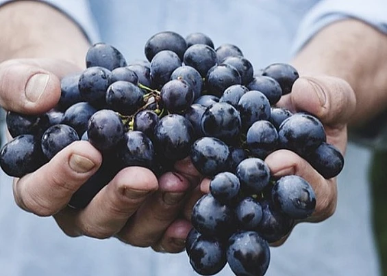 Uva_grappolo_vendemmia_Generica__-thumb_webp